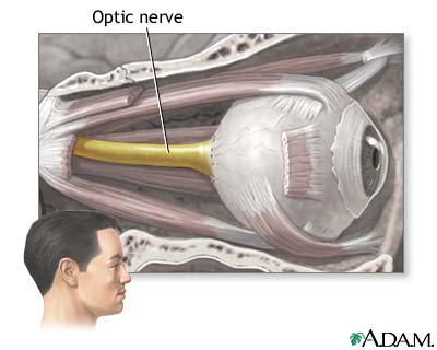 anal optical nerve anal optical nerve