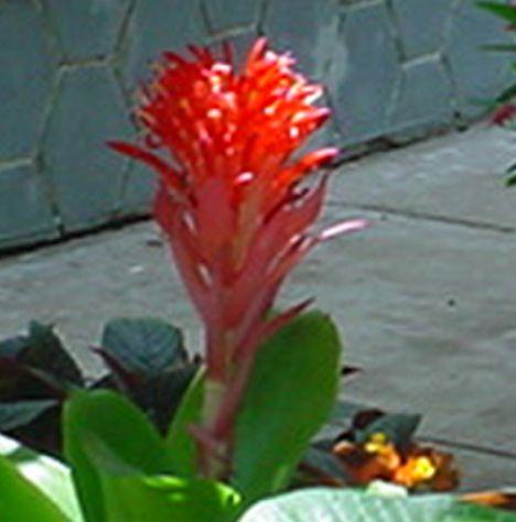 GUZMANIA
