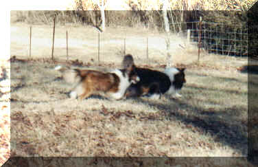 dog12.jpg (86240 bytes)