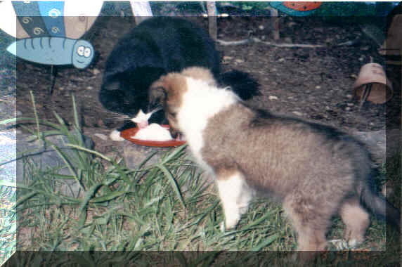 pupsassy.jpg (181891 bytes)