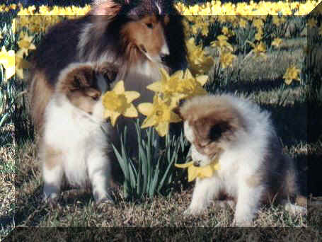 tuckernpups.jpg (39236 bytes)
