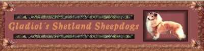 Gladiol's Shetland Sheepdogs