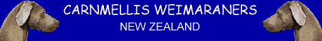 Carnmellis Weimaraners New Zealand