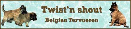 Twist'n Shout Belgian Tervuerens