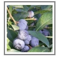 Fresh Blueberries waiting to be picked!!