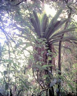 Birdsnest fern in Mooltunya's wilderness paradise