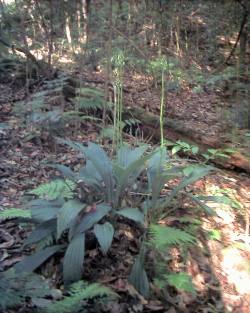 An Australian native orchid growing in rainforest at Mootlunya