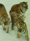 3 Siberian tigers in the Snow