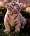 Baby White Bengal
