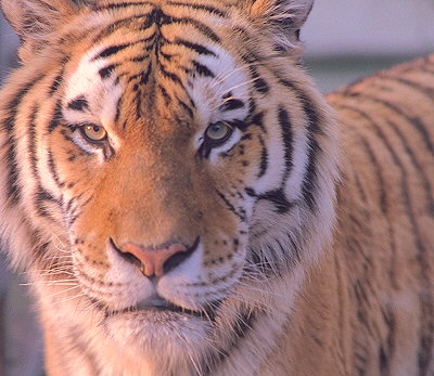 Close up of Siberian tiger.