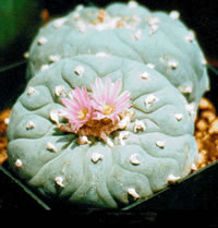 Mata de Peyote