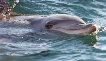 beautiful dolphin