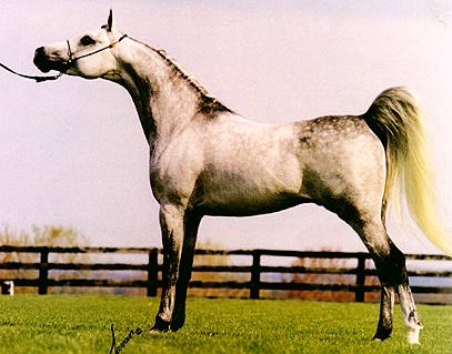 © Windamere Arabians