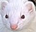 A Serious Ferret Site