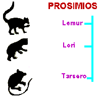 Humanos Humanos Humanos Humanos
