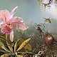 Cattleya Orchid and 
Three Brazilian Hummingbirds by Martin Heade