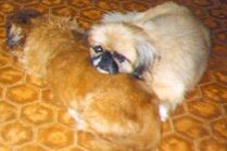 Giz & Toot