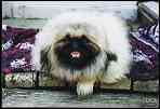 Sensei the Pekingese Dog