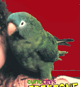 Paulie The Parrot Movie Download