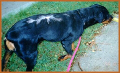 southern states rottweiler rescue rotties who been helped southern states rottweiler rescue rotties who been helped