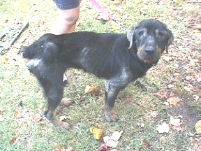 southern states rottweiler rescue rotties who been helped southern states rottweiler rescue rotties who been helped