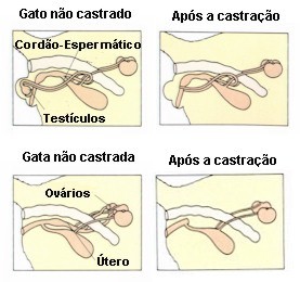 Alguém tentou a nata com o aumento no membro