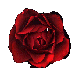 rosebuds