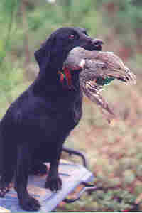Poplar Labrador Retrievers love hunting for ducks, geese, quail and all fowl!