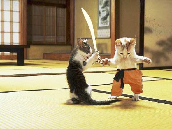 funny pictures of cats fighting. Fighting cats