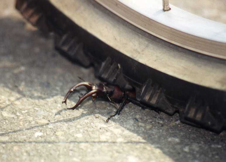 A beetle run over by a vehicle.