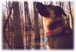 mika enjoying the swamp in winter circa 1/98