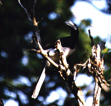 Pied Hornbill (female)