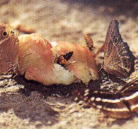 Fermenting fruit attracts a variety of butterflies.