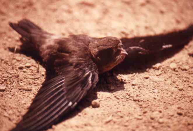 Black-nest Swiftlet