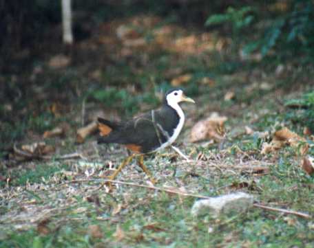 White-breasted Water Hen