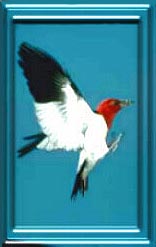 RedHeaded Woodpecker