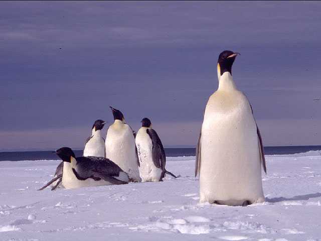 Emperor Penguins Emperor Penguins