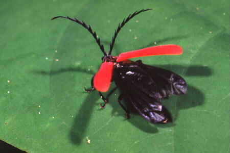 Another beetle with red wings