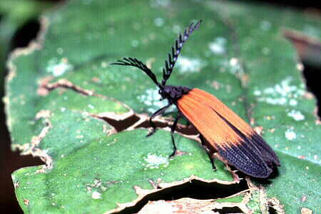 Male net-winged beetle
