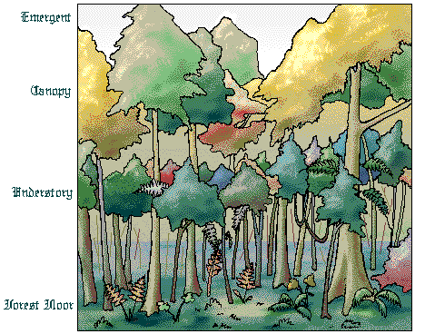 layers of rainforest. Tropical Rain Forest Layers