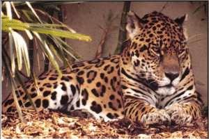jaguar laying down