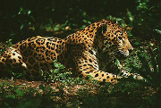 jaguar laying