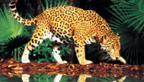 jaguar walking