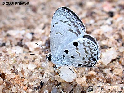 The Common Hedge Blue
