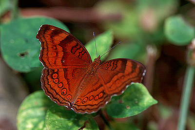 Chocolate Pansy