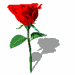 bspinredrose.gif (14673 bytes)