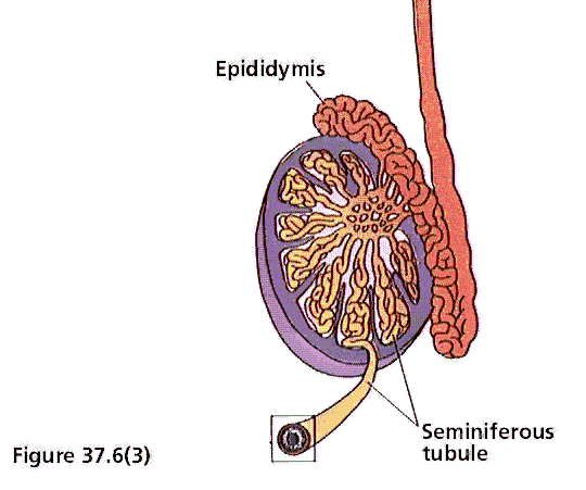 my vagina smells like fish days sperm vas deferens