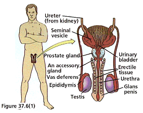 male reproductive system