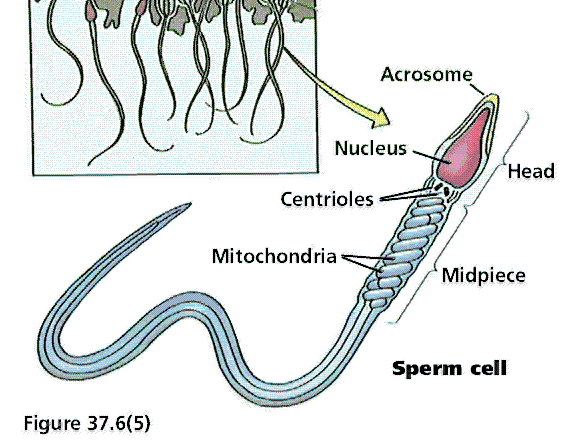 essay on the male reproductive system essay on the male reproductive system