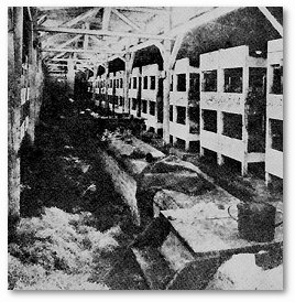Prisoner Bunks at Birkenau